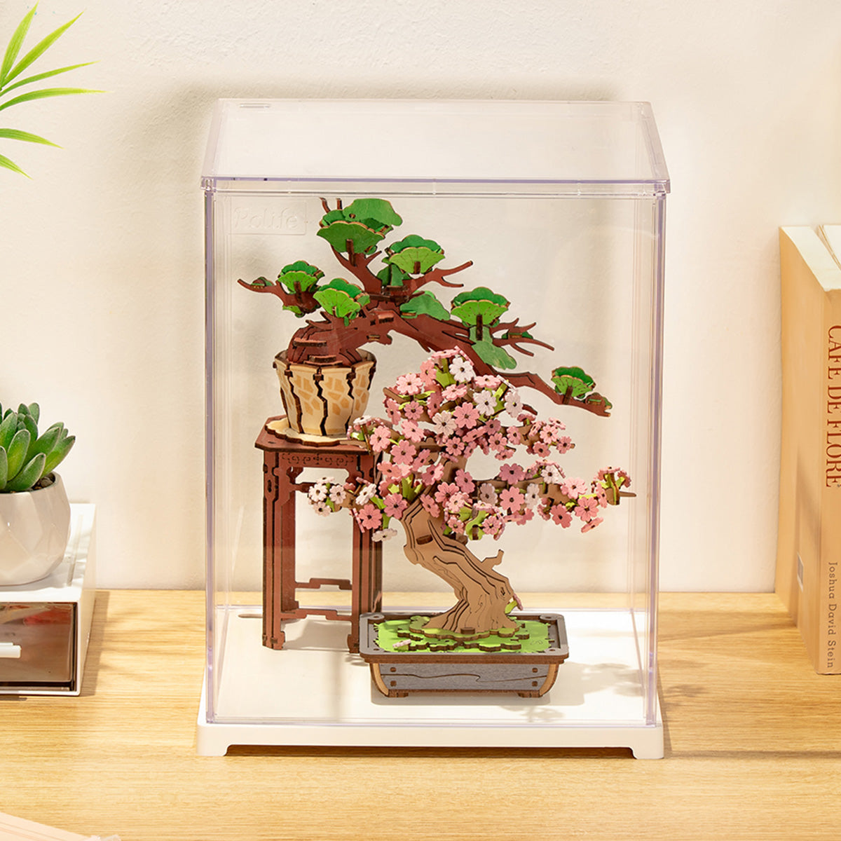 DF05L clear display case with a miniature bonsai inside